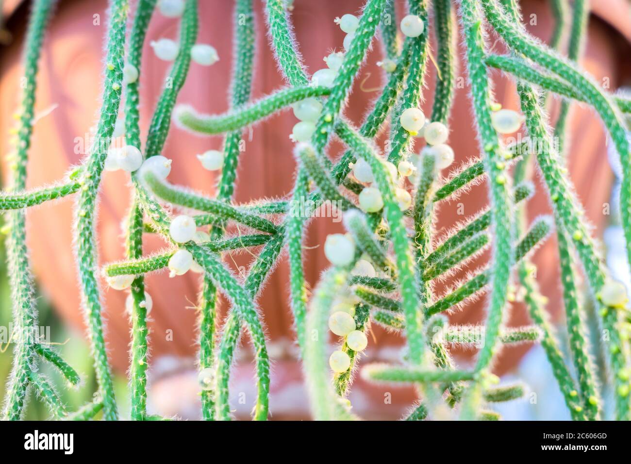 Gros plan de rhipsalis baccifera ou de spaghetti cactus Banque D'Images