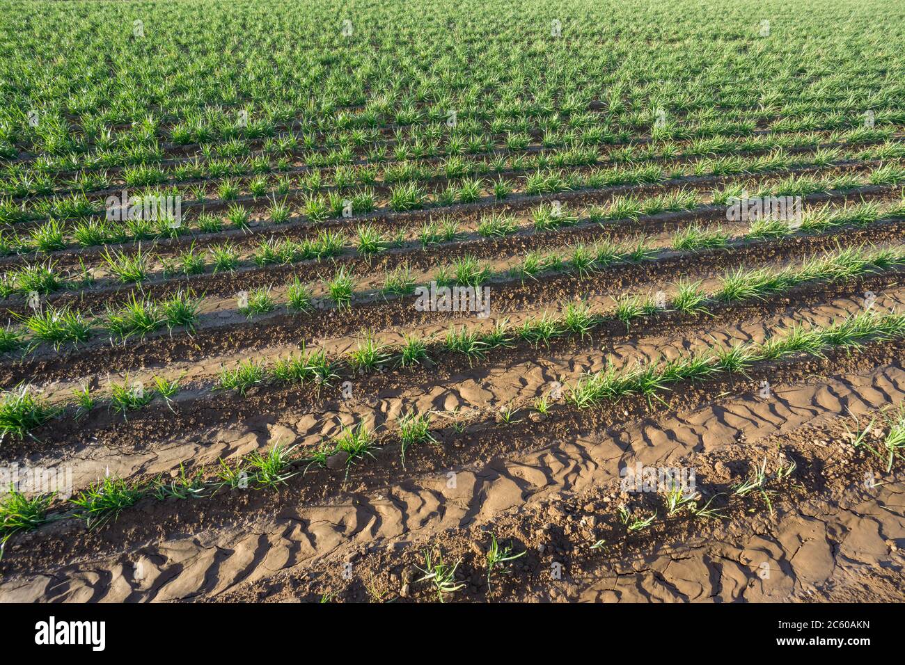 Plantation de noix de tigre Banque D'Images