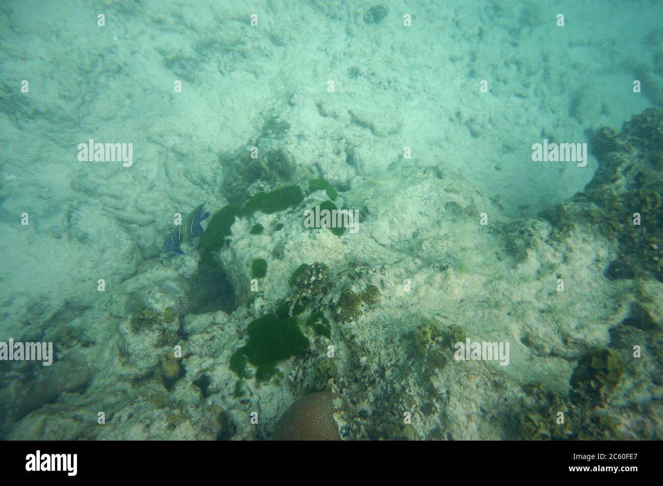 Demi-cercle Angelfish se cachant sous un corail Banque D'Images