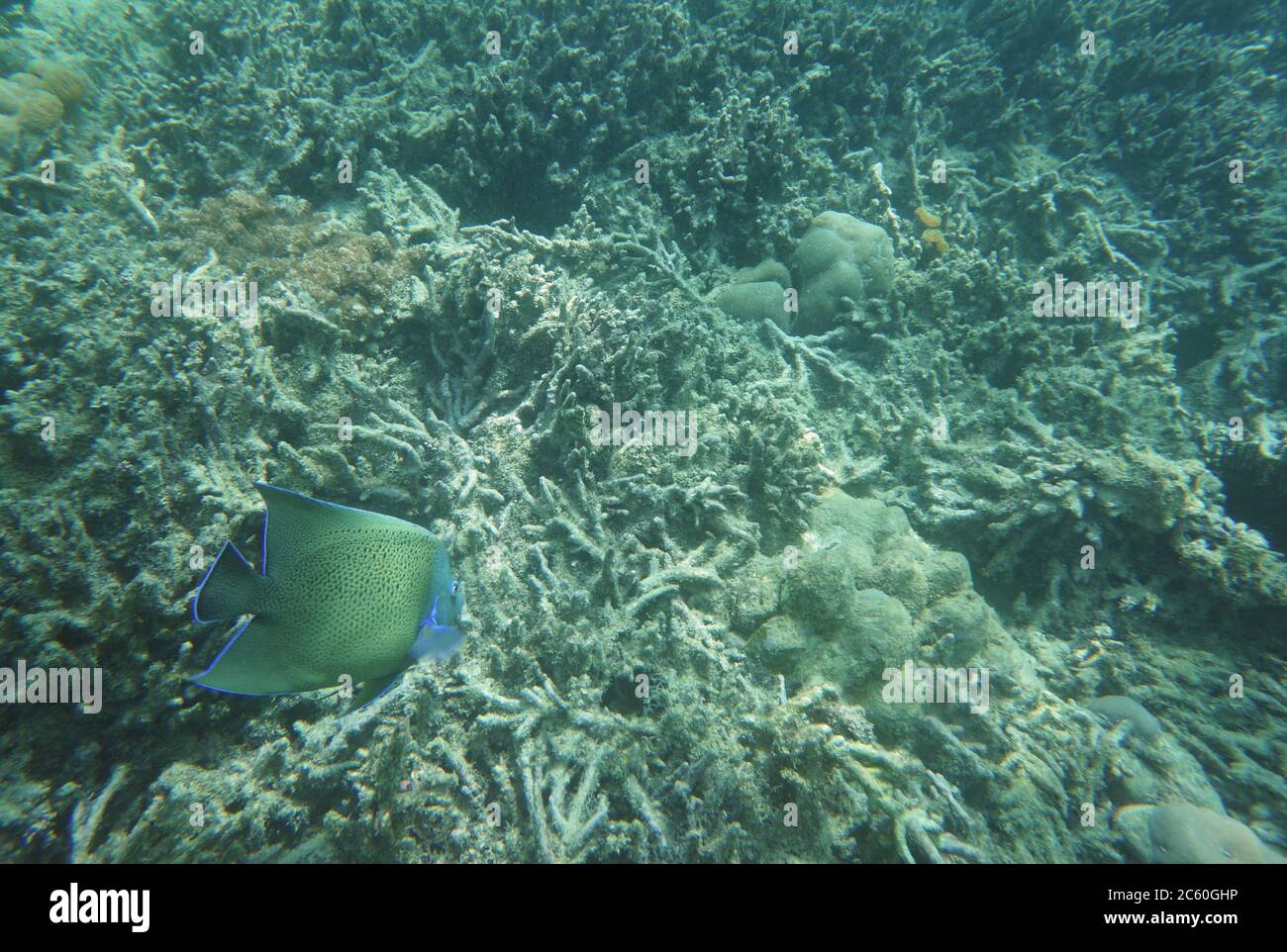 Demi-cercle Angelfish nageant sur les coraux morts Banque D'Images