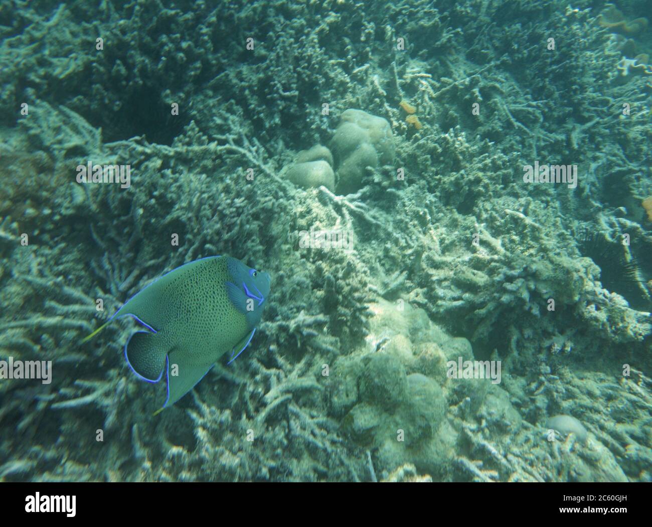 Demi-cercle Angelfish natation sur coraux Banque D'Images