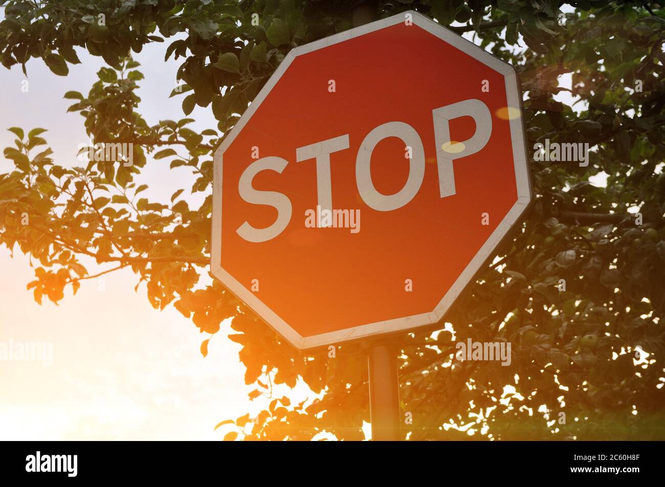 Stop Road sur un fond de couronnes d'arbre - photo au coucher du soleil. Banque D'Images