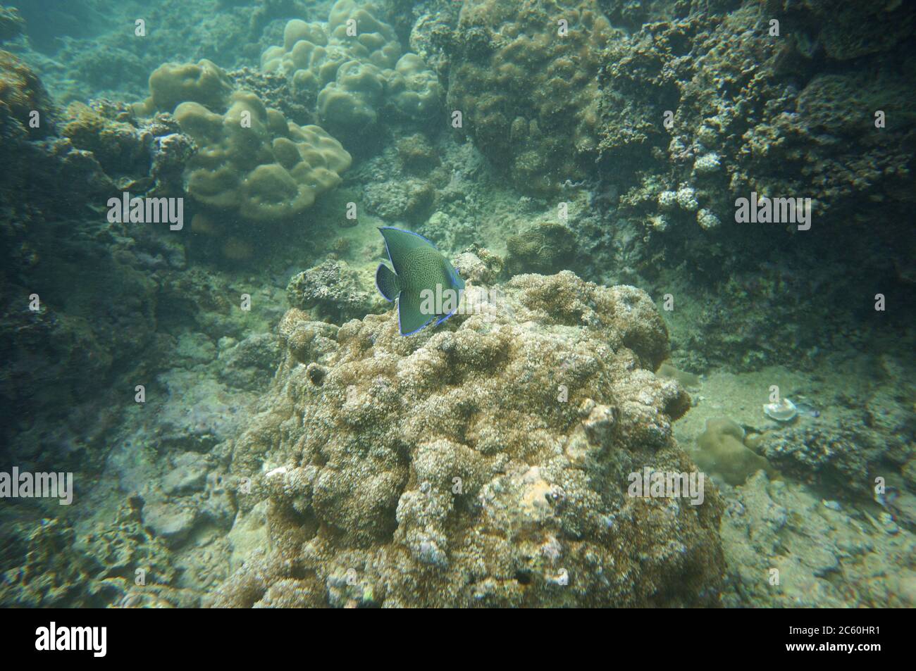 Demi-cercle Angelfish au-dessus d'un corail Banque D'Images