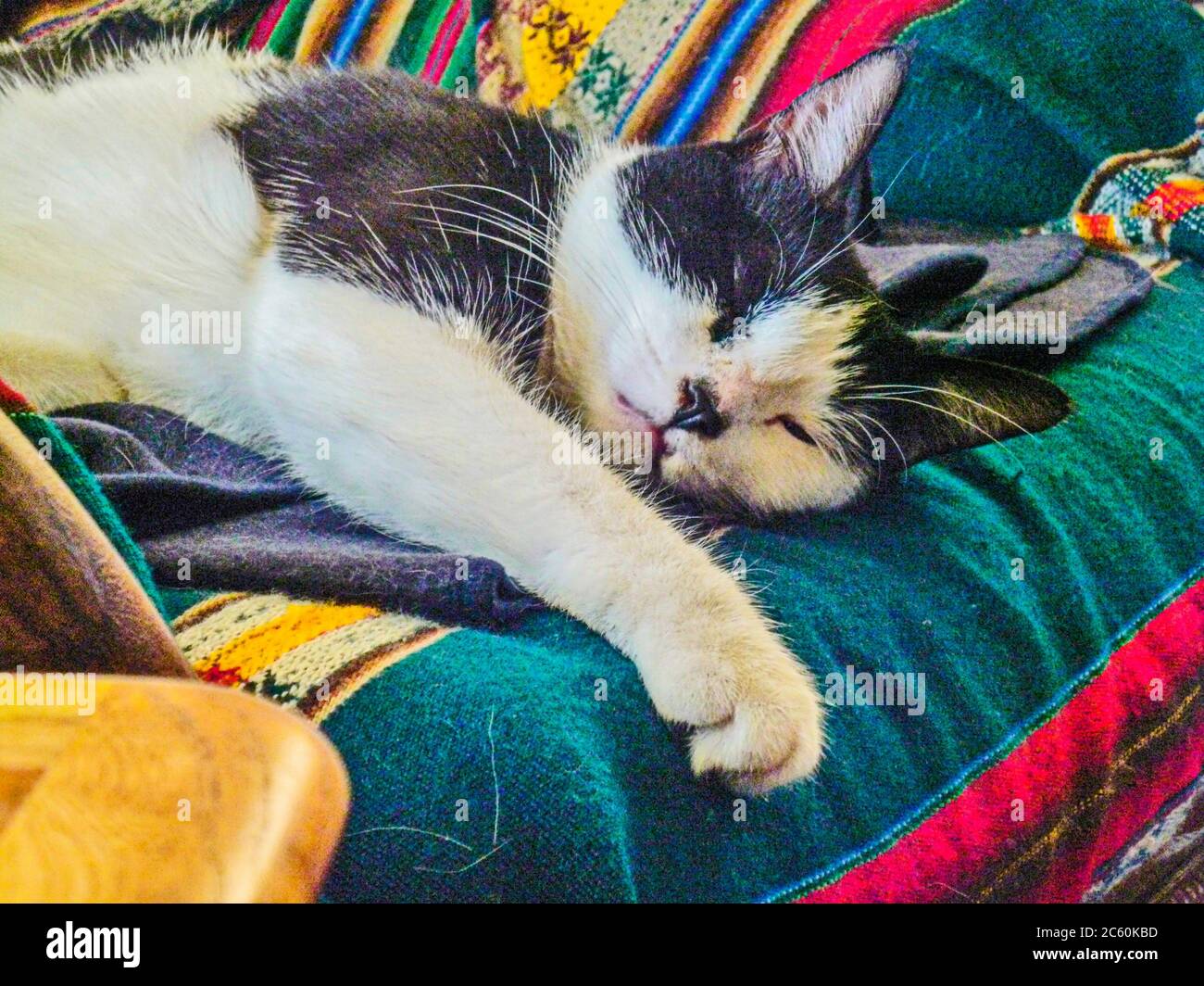 Chat endormi. Banque D'Images