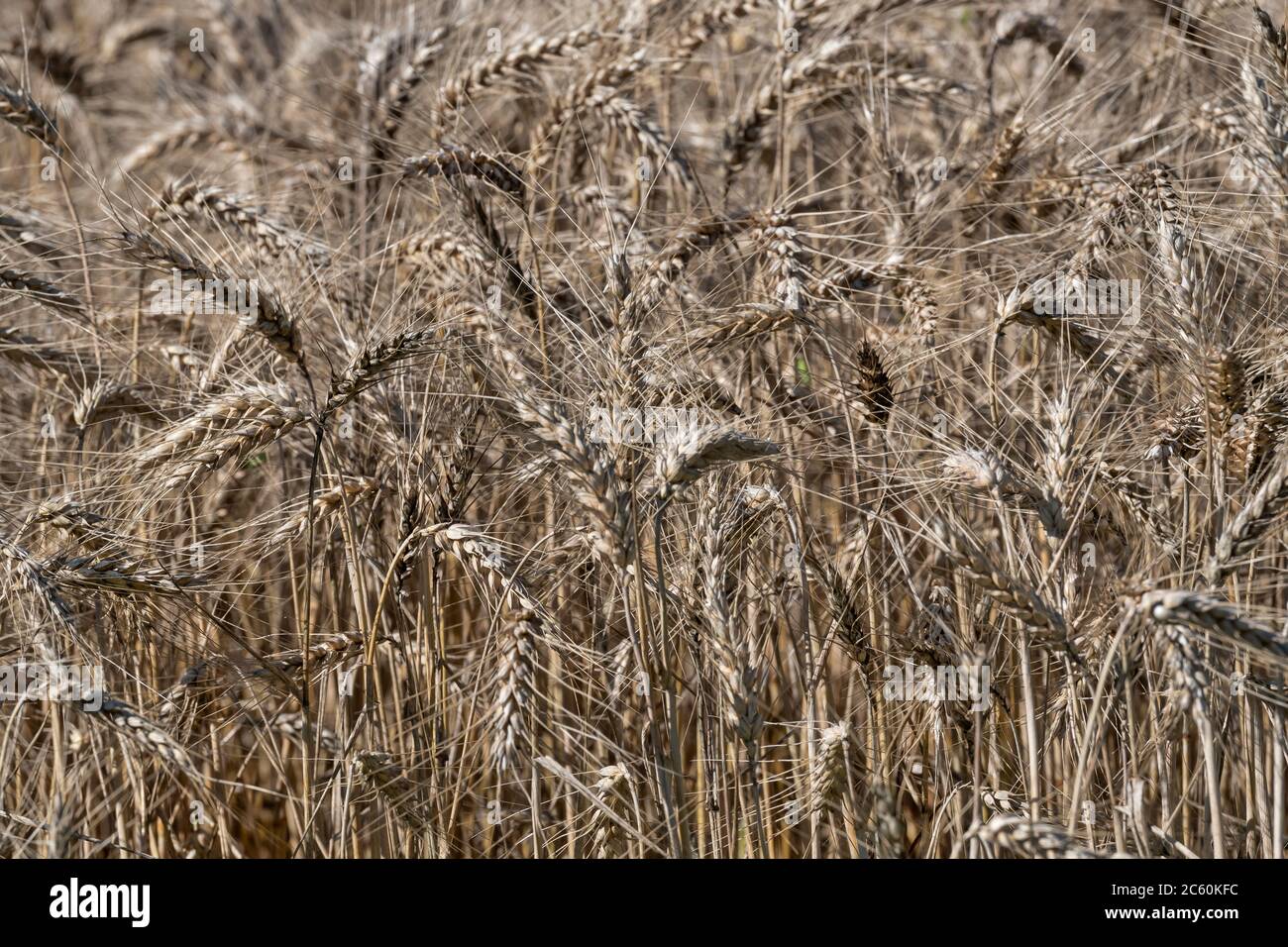 Blé (Triticum sp.) Banque D'Images