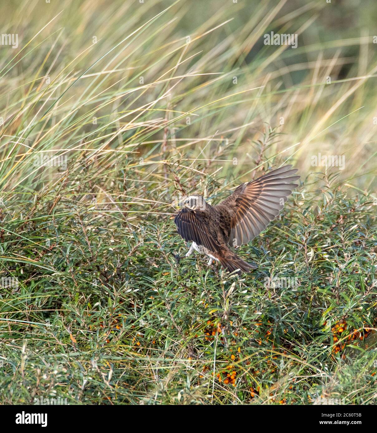 La Grive noire (Turdus eunomus) mâle de première saison sur l'île néerlandaise des Wadden Vlieland. Quatrième record pour les pays-Bas. Banque D'Images