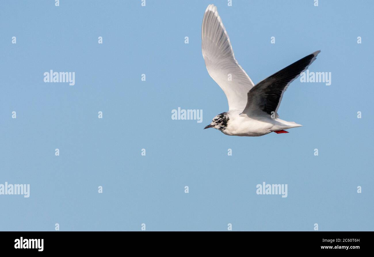 Adulte Little Goéland (Hydrocoloeus minutus) en vol aux pays-Bas. Mue au plumage d'été. Banque D'Images