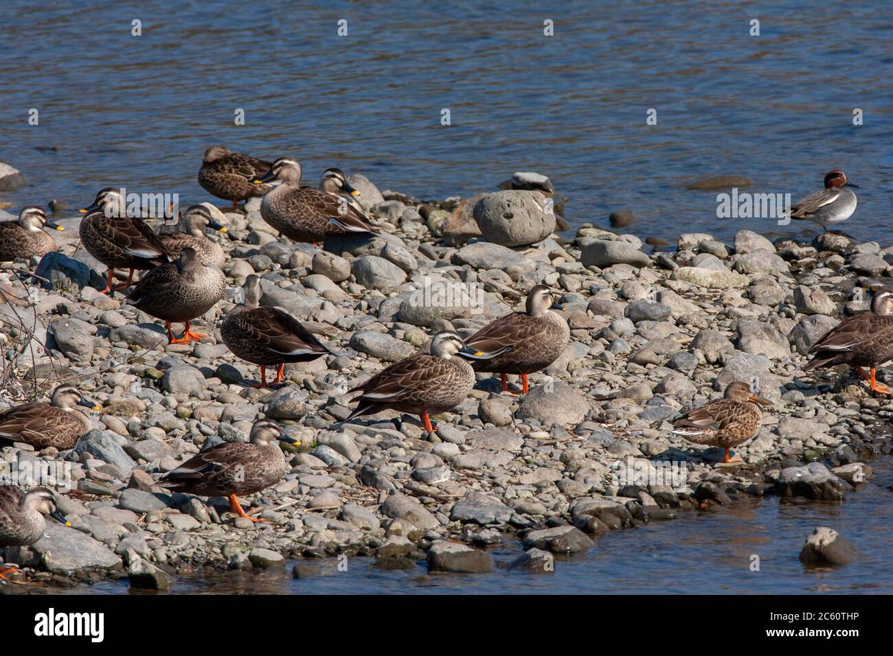 Troupeau d'hivernage de Canards de l'est à bec grêle (Anas zonorhyncha), également connu sous le nom de Canards chinois à bec grêle. Repos sur la rive d'un lac au Japon. Banque D'Images