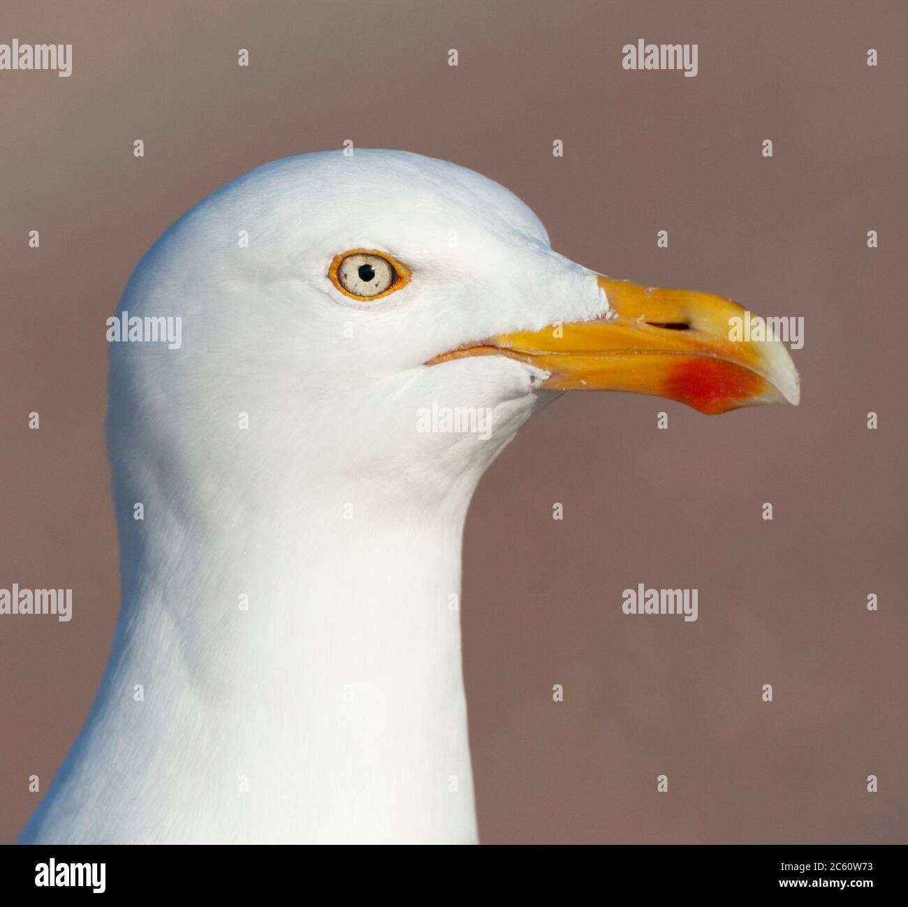 Portrait d'un Goéland argenté (Larus argentatus) adulte sur l'île de Wadden, Texel, aux pays-Bas. Se tenir à proximité sur un parking en attente Banque D'Images Portrait d'un Goéland argenté (Larus argentatus) adulte sur l'île de Wadden, Texel, aux pays-Bas. Se tenir à proximité sur un parking en attente Banque D'Images