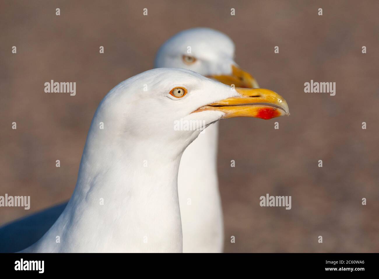 Deux Goélands argentés d'Europe adultes (Larus argentatus) se trouvent sur un parking de l'île de Wadden, à Texel, aux pays-Bas. Les deux oiseaux attendent juin Banque D'Images Deux Goélands argentés d'Europe adultes (Larus argentatus) se trouvent sur un parking de l'île de Wadden, à Texel, aux pays-Bas. Les deux oiseaux attendent juin Banque D'Images