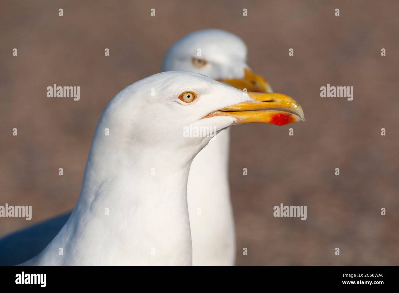 Deux Goélands argentés d'Europe adultes (Larus argentatus) se trouvent sur un parking de l'île de Wadden, à Texel, aux pays-Bas. Les deux oiseaux attendent juin Banque D'Images