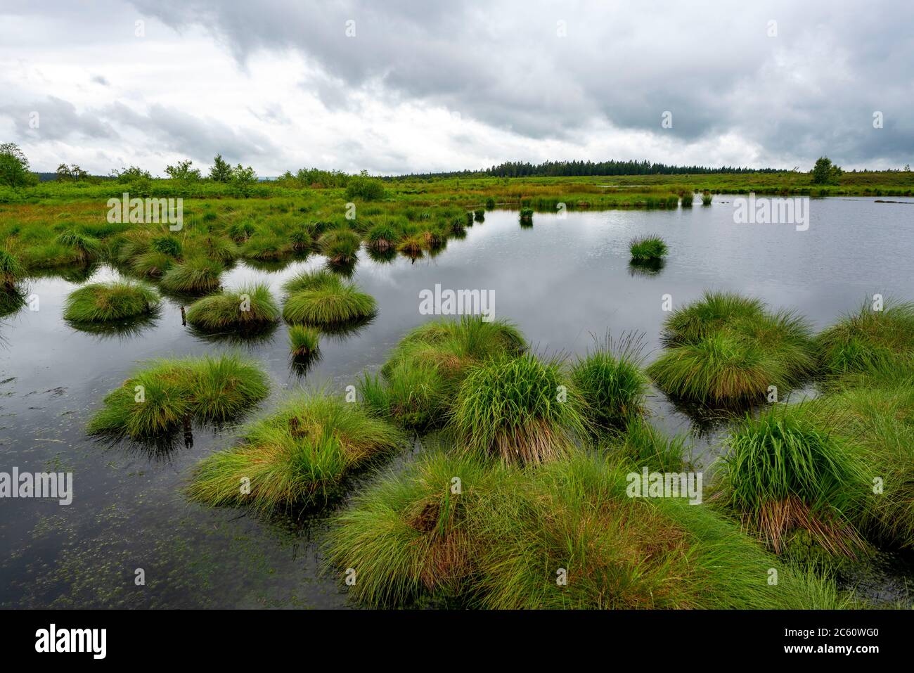 Les Hautes Fagnes, Brackvenn, haute lande, en Wallonie, Belgique, dans la zone frontalière avec l'Allemagne, Banque D'Images