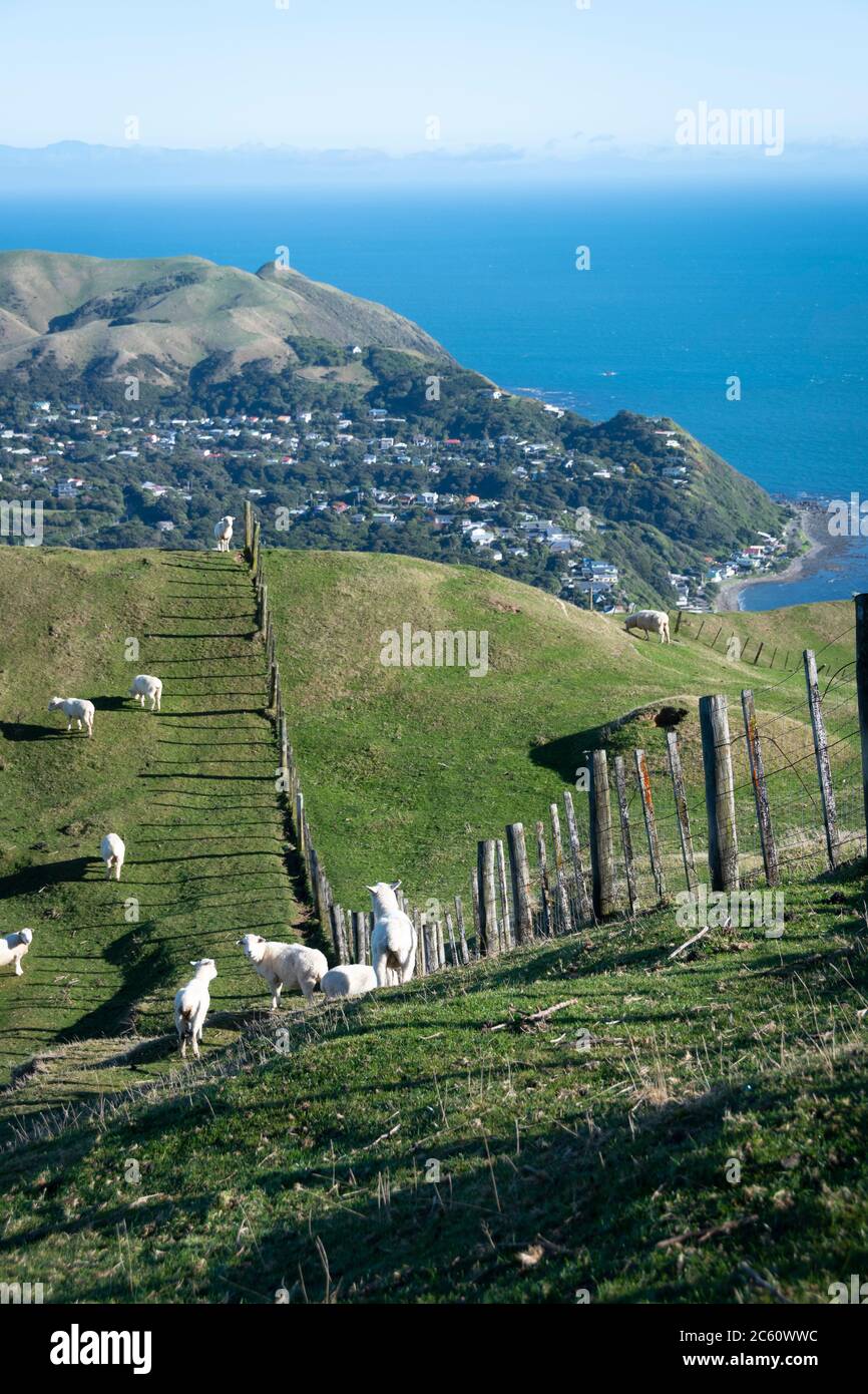 Moutons sur les terres agricoles avec la baie de Pukerua, à mi-distance et l'île du Sud à distance, Porirua, Wellington, Île du Nord, Nouvelle-Zélande Banque D'Images
