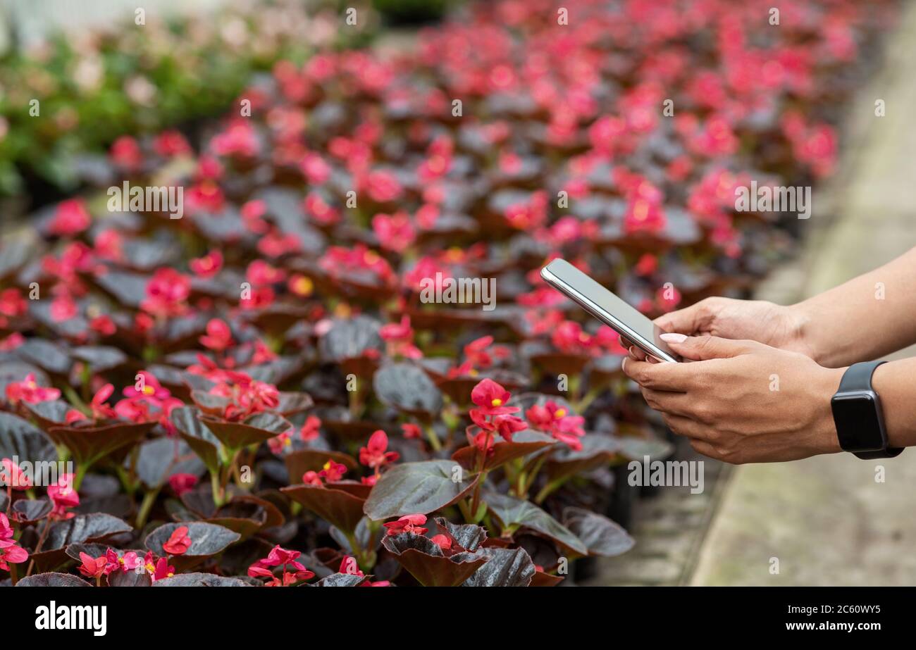 Fleurs et plantes en serre. Mains d'une fille afro-américaine tenant un smartphone Banque D'Images