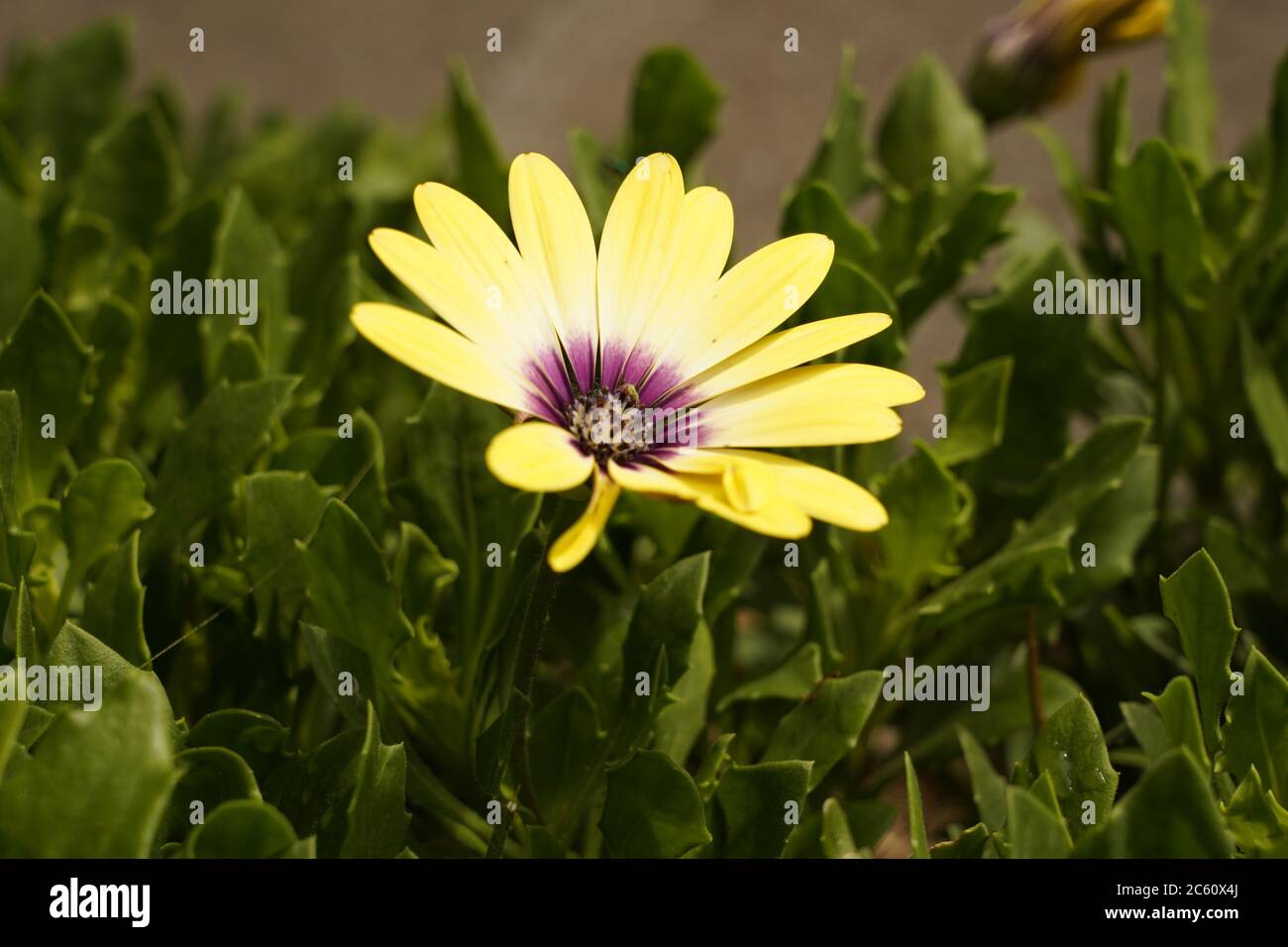 Osteospermum lumière du soleil tête de fleur poinçante par le caractère de la vie Banque D'Images