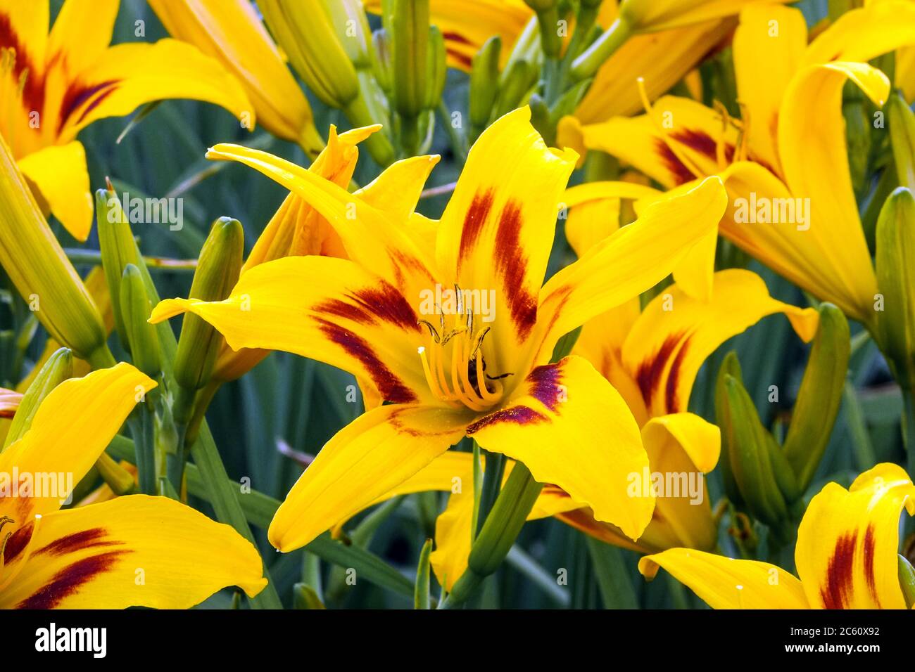 Orange Hemerocallis fleurs daylis fleurs Banque D'Images