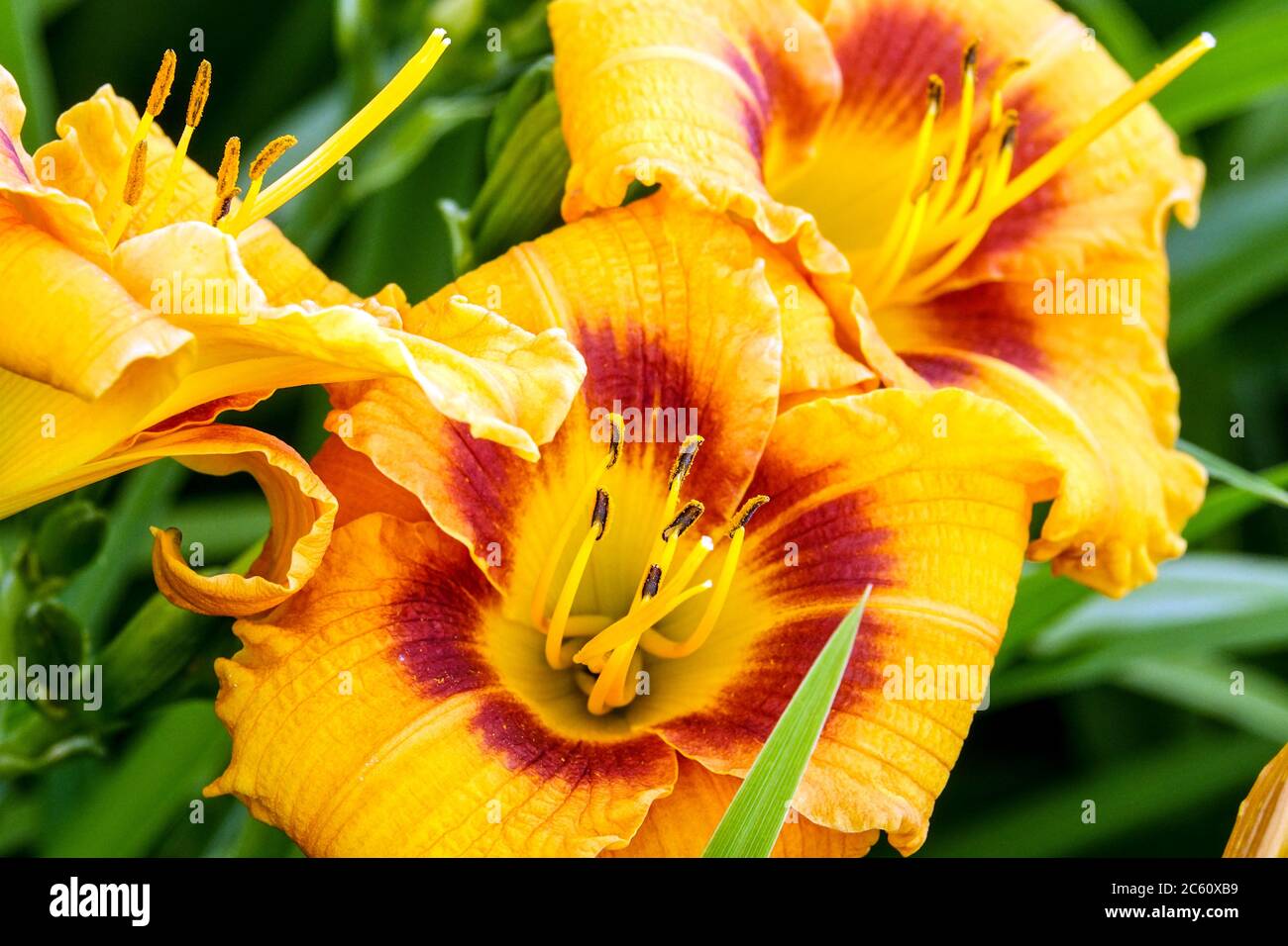 Orange dayly Hemerocallis 'Bumblebee' fleurs de Daylilies Banque D'Images