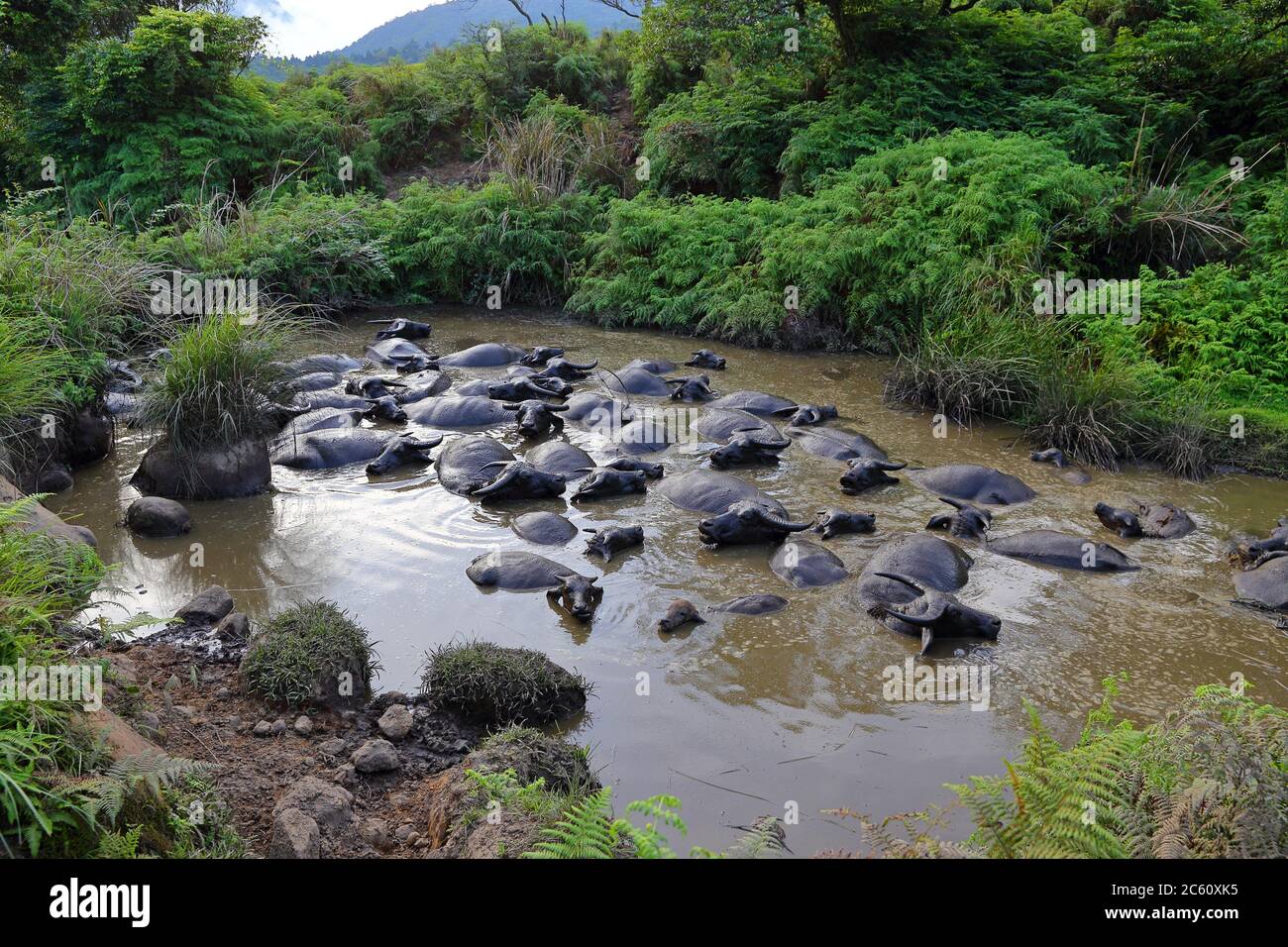 Buffle d'eau au Grassland de Qingtiangang, Yangmingshan, Taïwan Banque D'Images