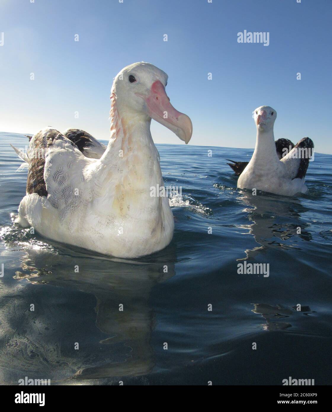 Deux albatros de Gibson (Diomedea gibsoni) nageant au large de Kaikoura, Nouvelle-Zélande. Banque D'Images