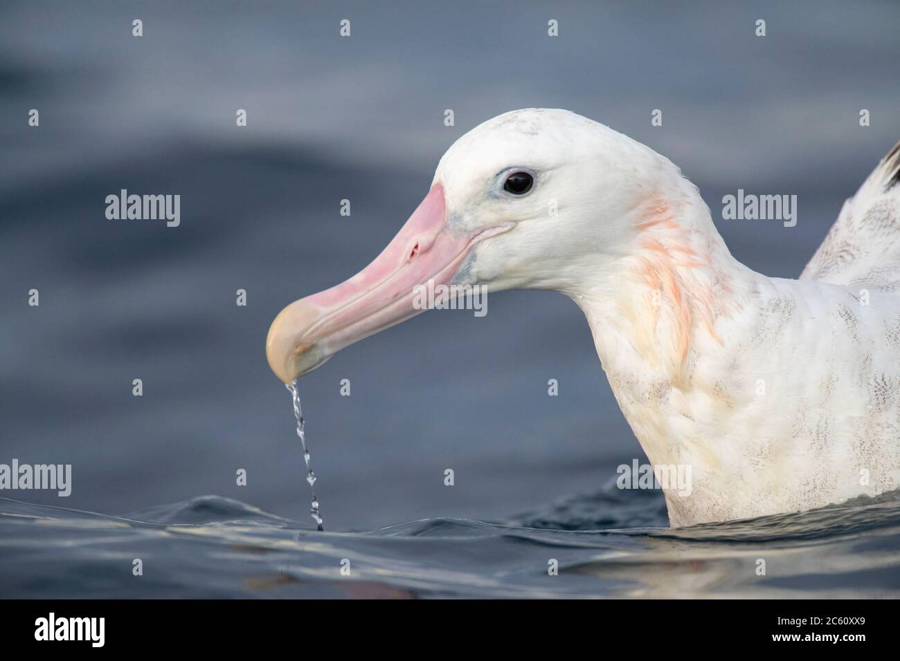 Gros plan sur un albatros de Gibson (Diomedea gibsoni) nageant en mer au large de Kaikoura, Nouvelle-Zélande. L'eau coule de son énorme facture rose. Banque D'Images