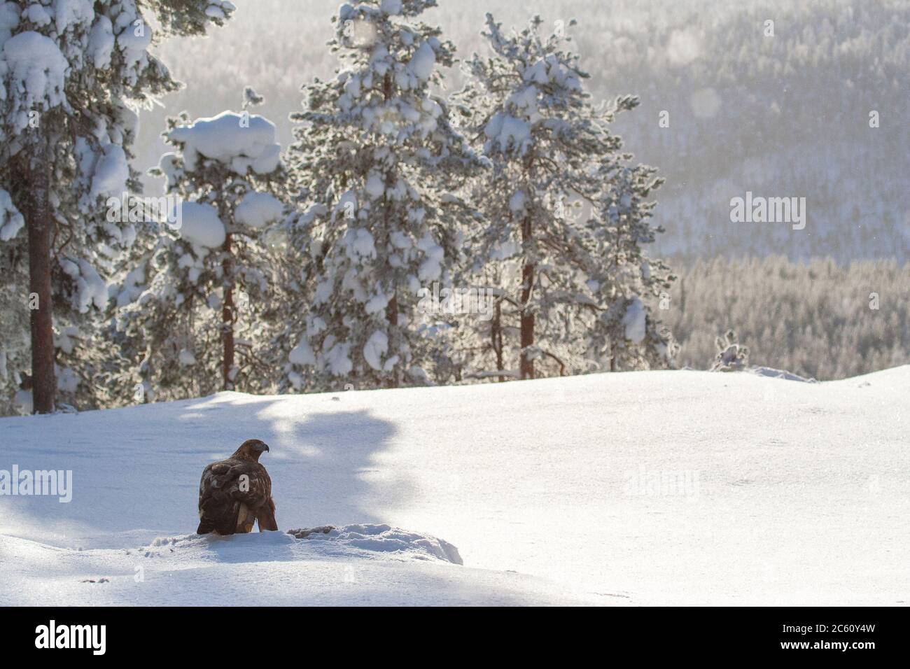 Aigle d'or (Aquila chrysaetos) dans une forêt de taïga autour de Kuusamo en Finlande pendant un hiver froid. Assis dans la neige avec rétroéclairage. Banque D'Images