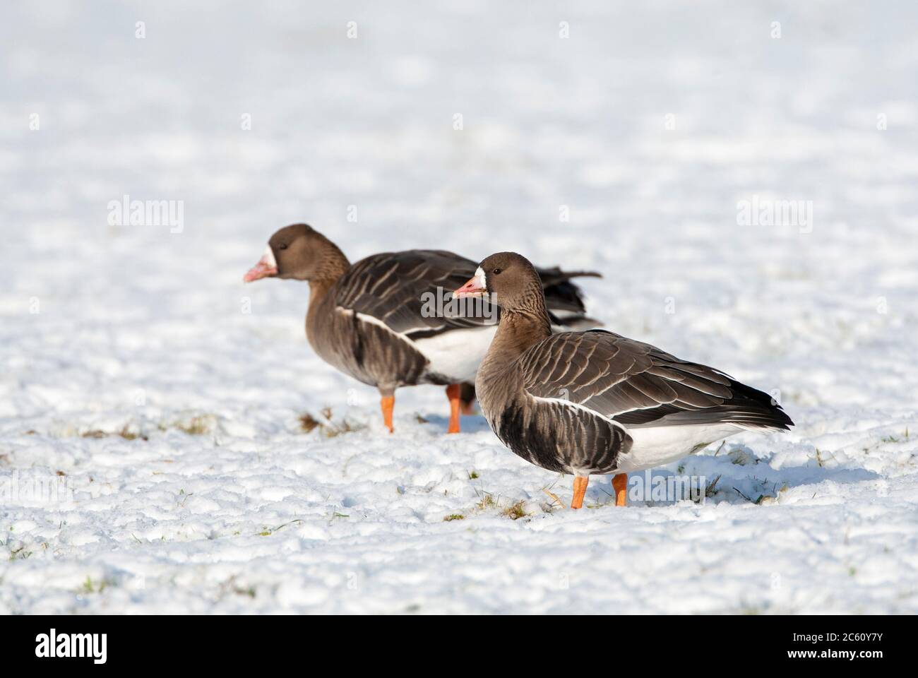 Hivernage de la grande OIE à froncé blanc (Anser albifrons albifrons) aux pays-Bas. Deux oiseaux debout dans la neige. Banque D'Images