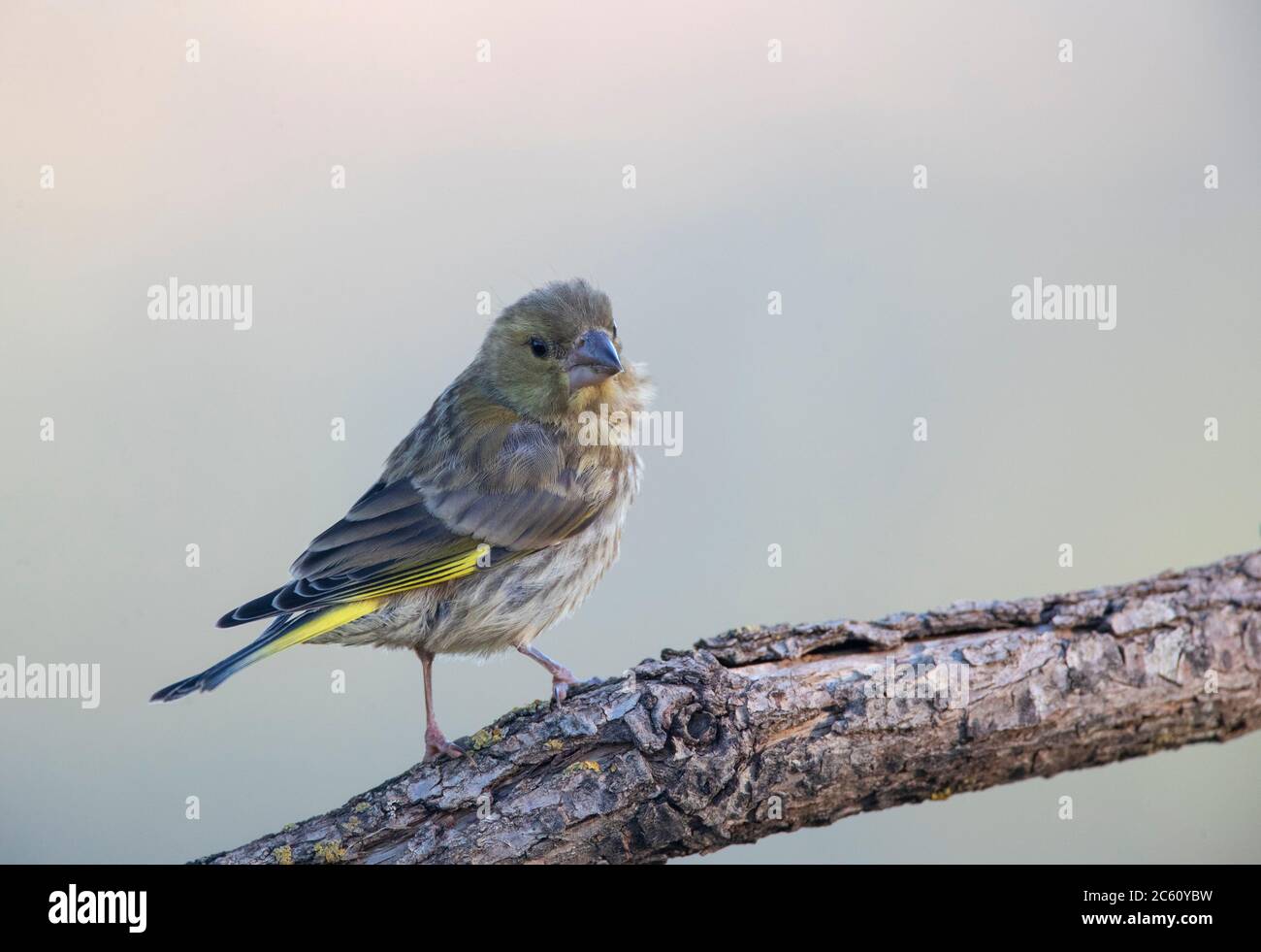 Jeune groenfinque européenne (Carduelis chloris) pendant l'été en Espagne. Perchée sur une branche horizontale, en regardant par-dessus son épaule. Banque D'Images