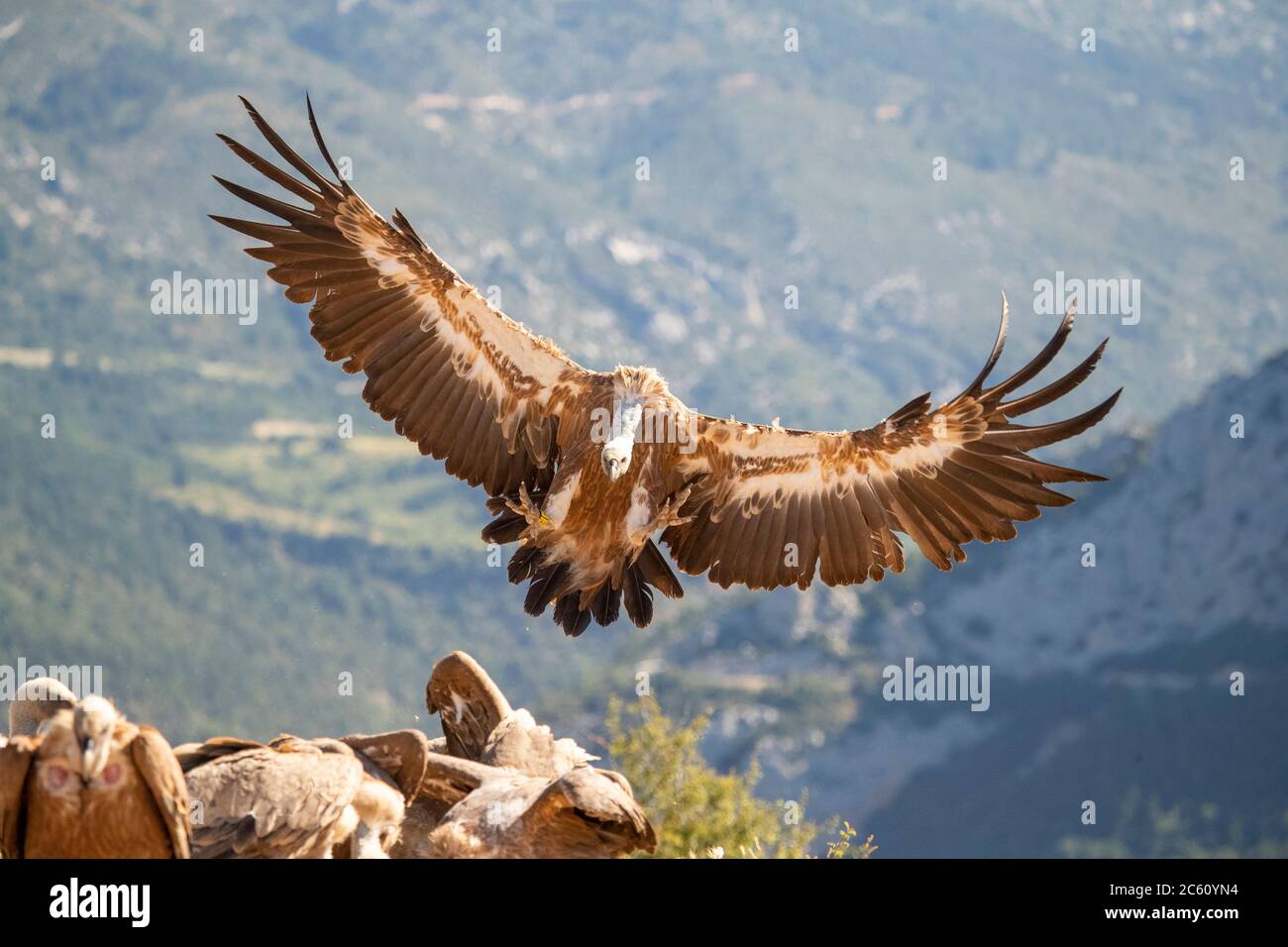 Griffon Vulture (Gyps fulvus) dans les contreforts des PréPyrénées, dans le nord de l'Espagne. Atterrissage à une station d'alimentation. Banque D'Images