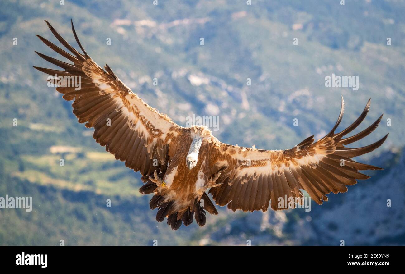 Griffon Vulture (Gyps fulvus) dans les contreforts des PréPyrénées, dans le nord de l'Espagne. Atterrissage à la station d'alimentation avec pied en arrière-plan. Banque D'Images