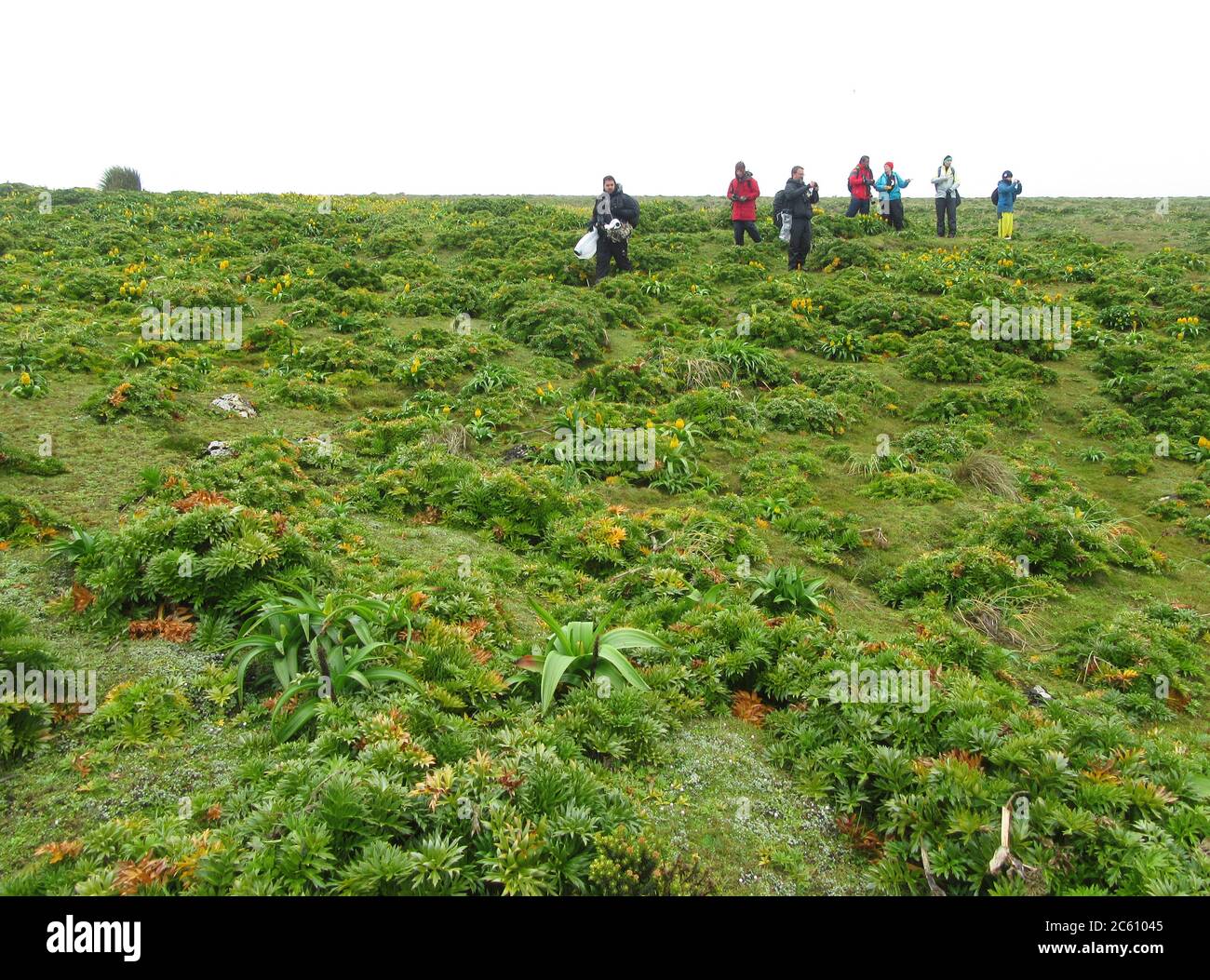 Écotouristes marchant sur un sentier sur l'île d'Enderby, dans les îles d'Auckland, Nouvelle-Zélande. Plateau haut de l'île recouvert de nénuphars à fleurs jaunes Banque D'Images