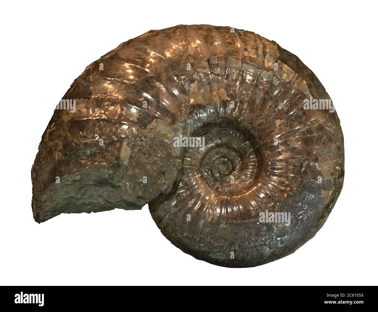 Ammonite fossile Banque D'Images
