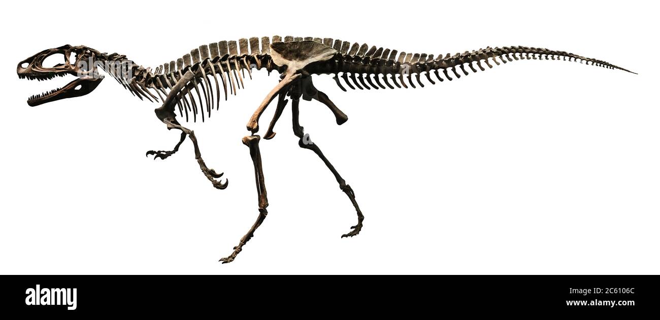 Dinosaure fossile (squelette complet ) Banque D'Images