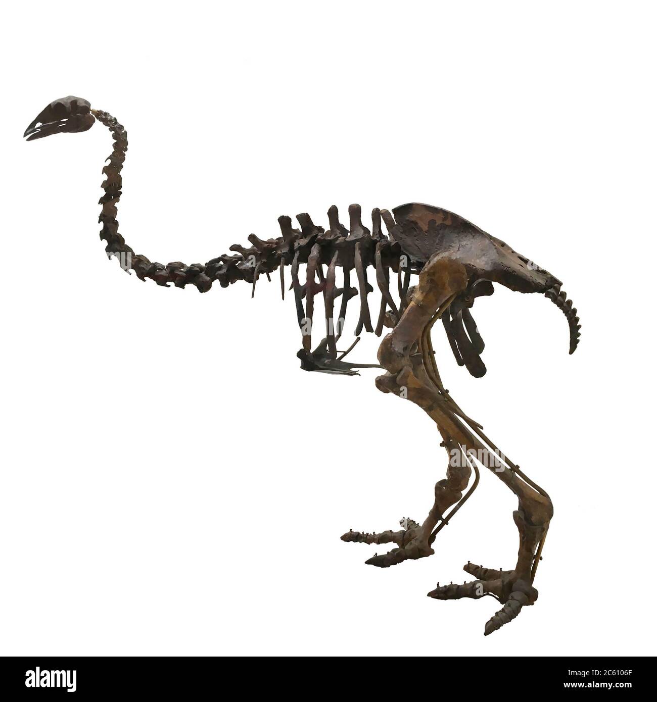 Aepyornis Fossil (ancien oiseau sans vol) Banque D'Images