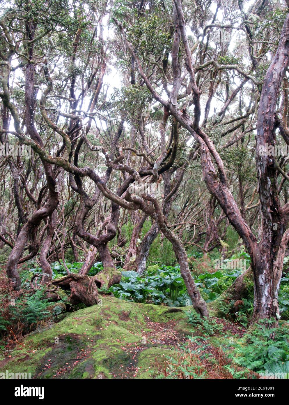 Ancienne forêt de croissance du sud de Rata (Metrosideros umbellata) sur l'île d'Enderby, une partie des îles d'Auckland, Nouvelle-Zélande. L'île est dégagée de moi Banque D'Images