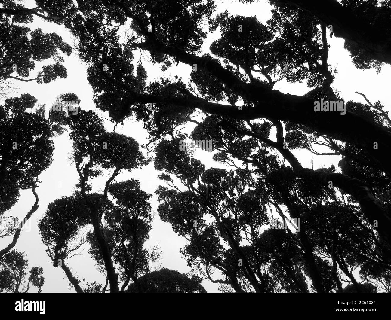 Cime de bois de croissance ancienne du sud de Rata (Metrosideros umbellata) sur l'île d'Enderby, une partie des îles d'Auckland, Nouvelle-Zélande. L'île est cl Banque D'Images