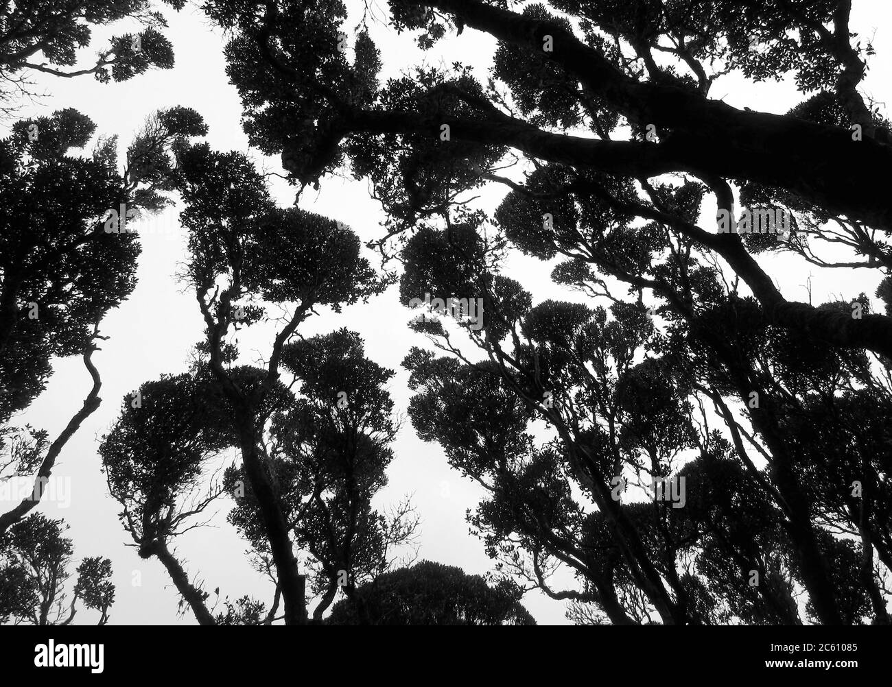 Cime de bois de croissance ancienne du sud de Rata (Metrosideros umbellata) sur l'île d'Enderby, une partie des îles d'Auckland, Nouvelle-Zélande. L'île est cl Banque D'Images