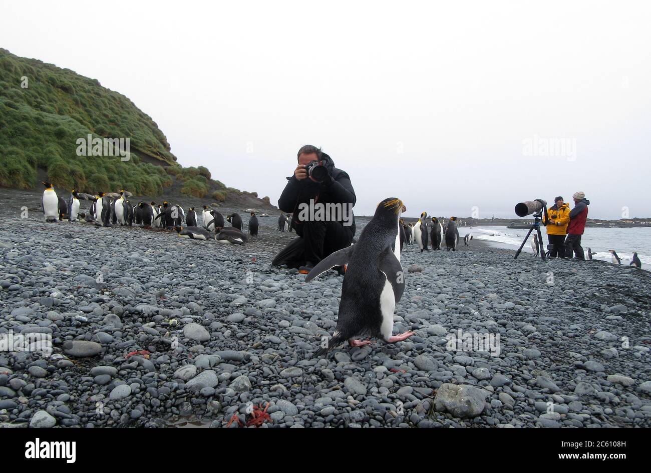 Photographe de la faune photographiant Royal Penguin (Eudyptes schlegeli) sur la plage de l'île Macquarie, Australie subantarctique. Banque D'Images