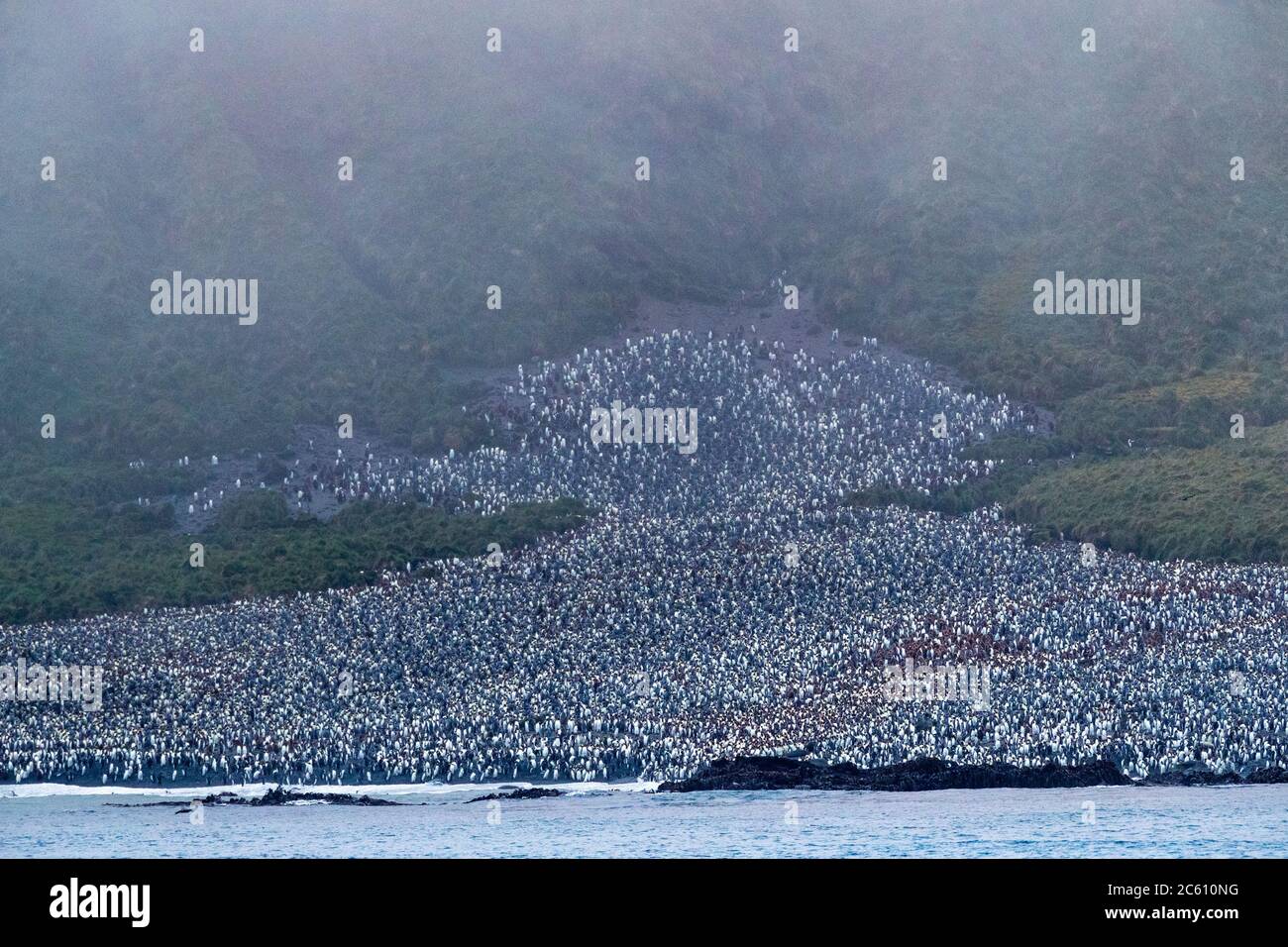 Immense colonie de pingouins (Aptenodytes patagonicus halli) sur la côte de l'île Macquarie, Australie subantarctique. Vue depuis le pont de croisière d'expédition Banque D'Images