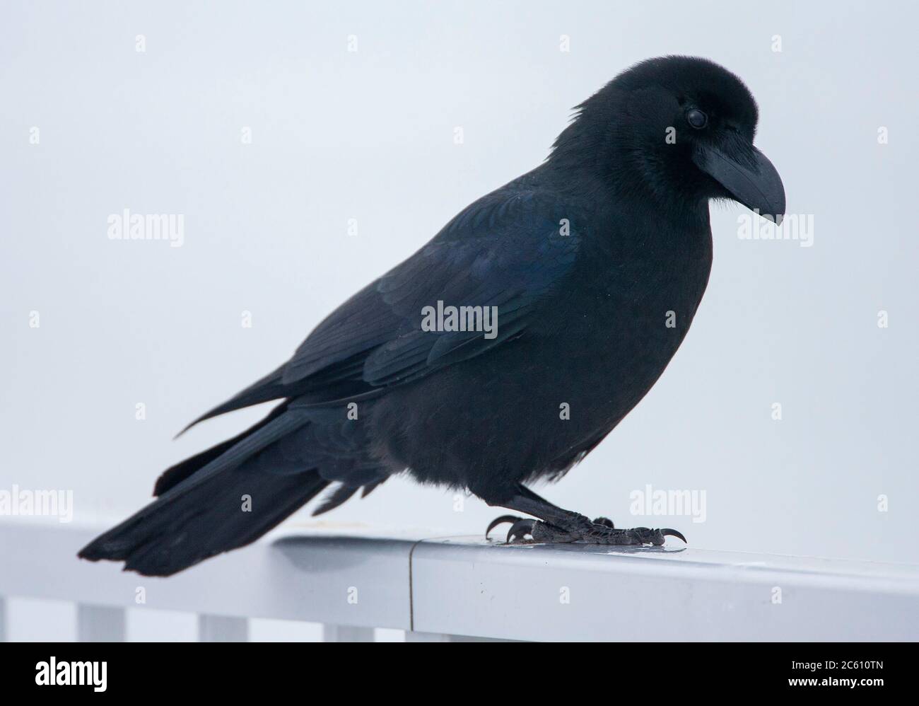 Corvus macrorhynchos japonensis, également connu sous le nom de Jungle Crow. Assis sur un rambarde sur Hokkaido, Japon. Banque D'Images