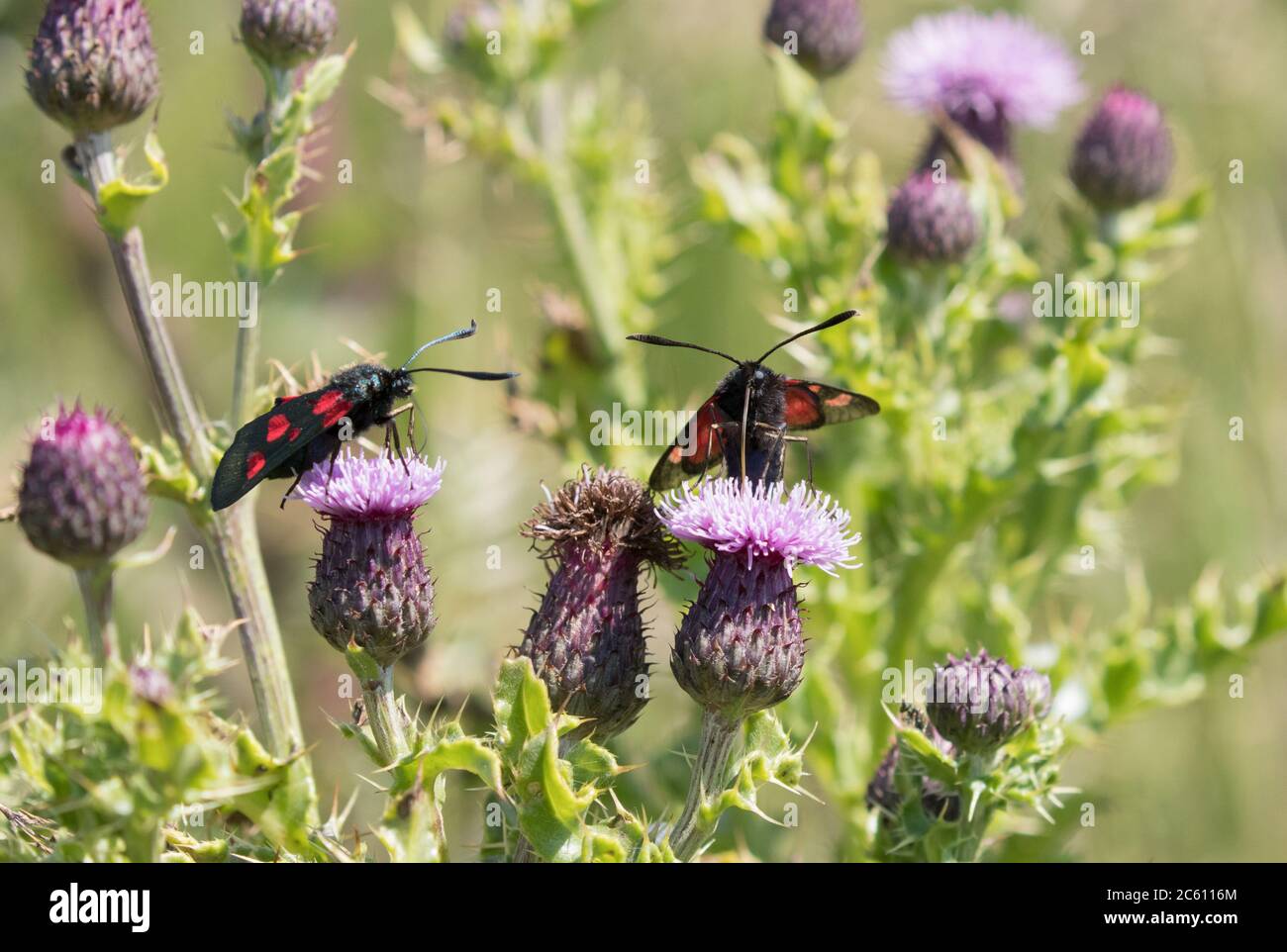 Papillon des papillons de nuit à cinq endroits, Flamborough Head, sur la côte du Yorkshire Banque D'Images