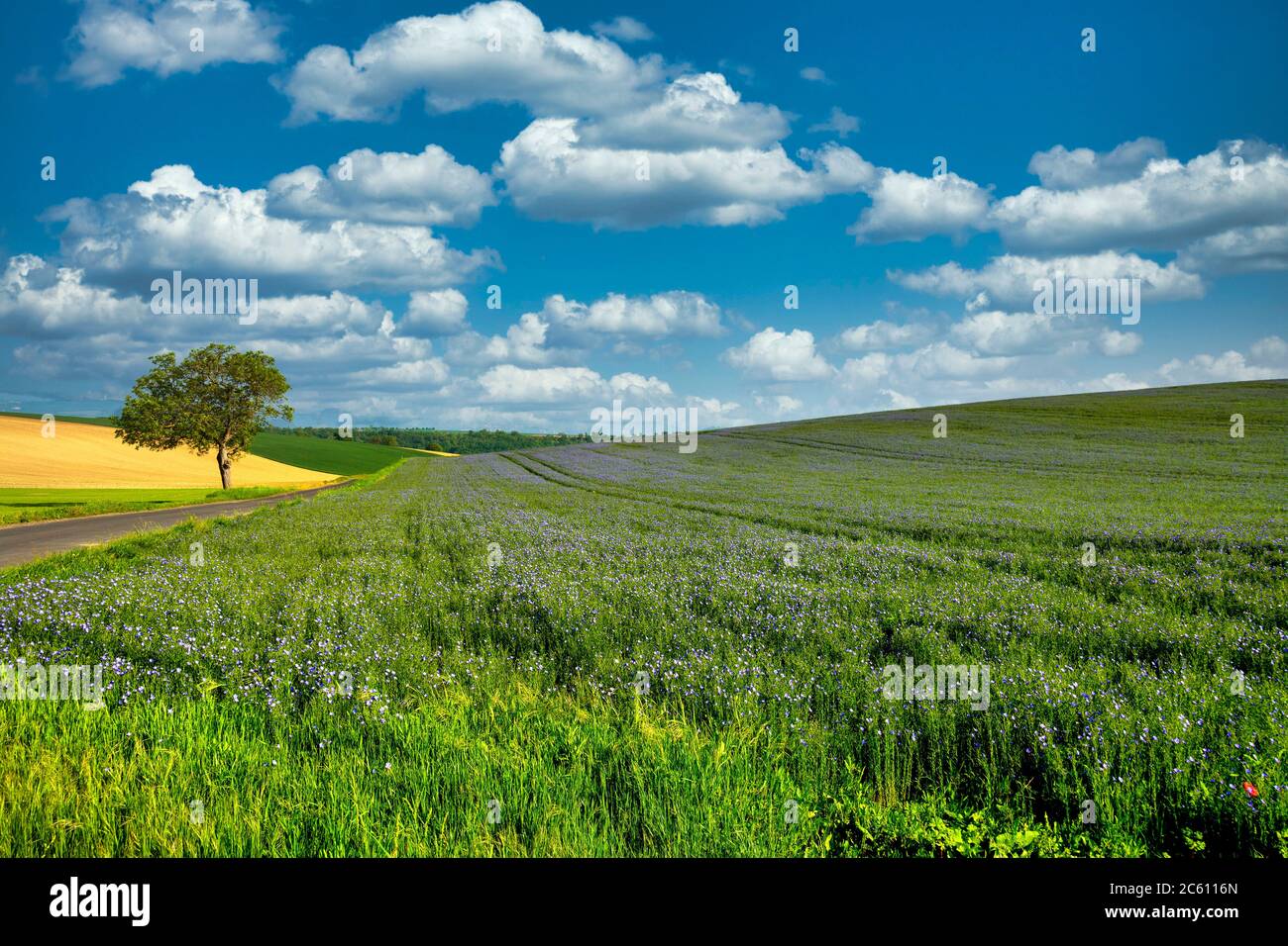 Champ de lin (Linum usitatissimum) en fleurs. Puy de Dôme. L'Auvergne. France Banque D'Images