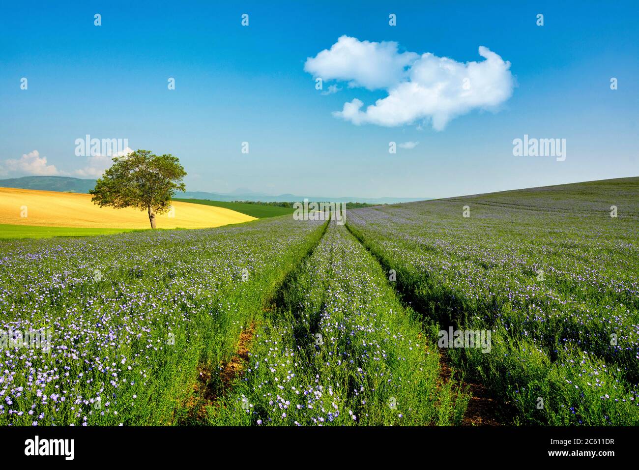 Champ de lin (Linum usitatissimum) en fleurs. Puy de Dôme. L'Auvergne. France Banque D'Images