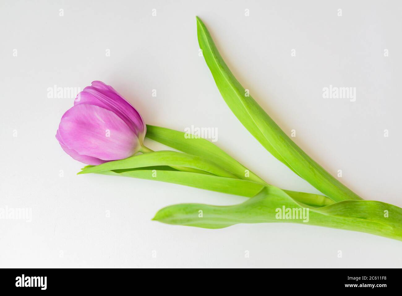 tulipe violette en fleurs sur fond blanc Banque D'Images