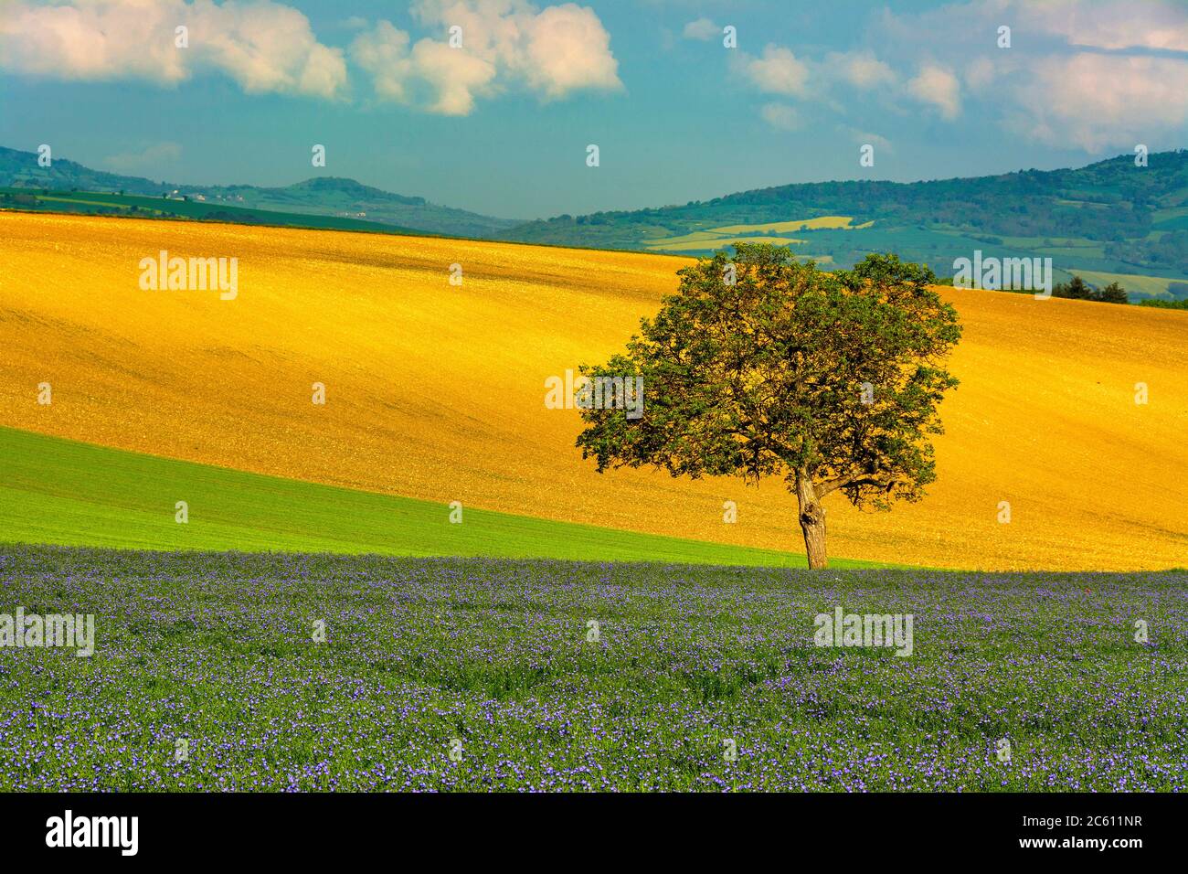 Champ de lin (Linum usitatissimum) en fleurs. Puy de Dôme. L'Auvergne. France Banque D'Images