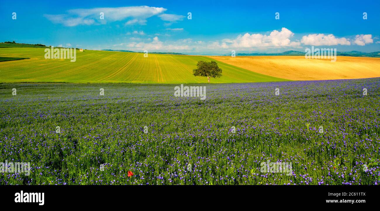 Champ de lin (Linum usitatissimum) en fleurs. Puy de Dôme. L'Auvergne. France Banque D'Images