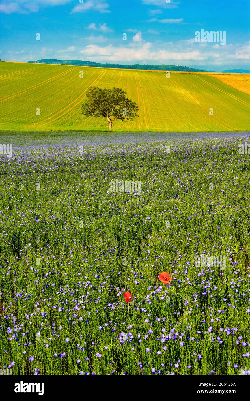 Champ de lin (Linum usitatissimum) en fleurs. Puy de Dôme. L'Auvergne. France Banque D'Images