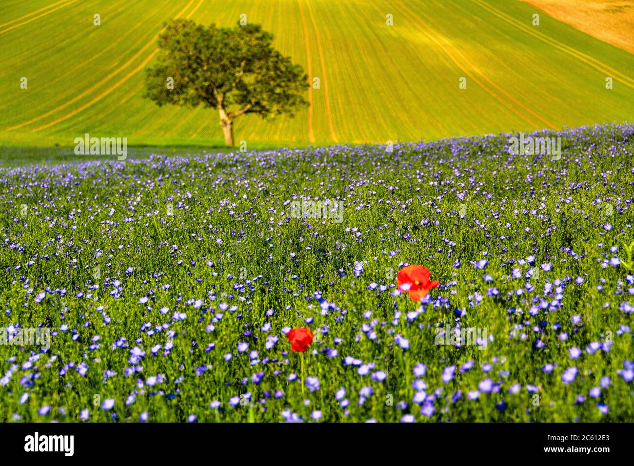 Champ de lin (Linum usitatissimum) en fleurs. Puy de Dôme. L'Auvergne. France Banque D'Images