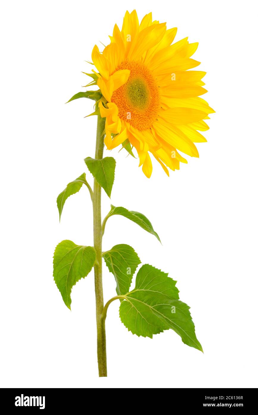 Fleur de tournesol avec feuilles vertes isolée sur fond blanc. Banque D'Images