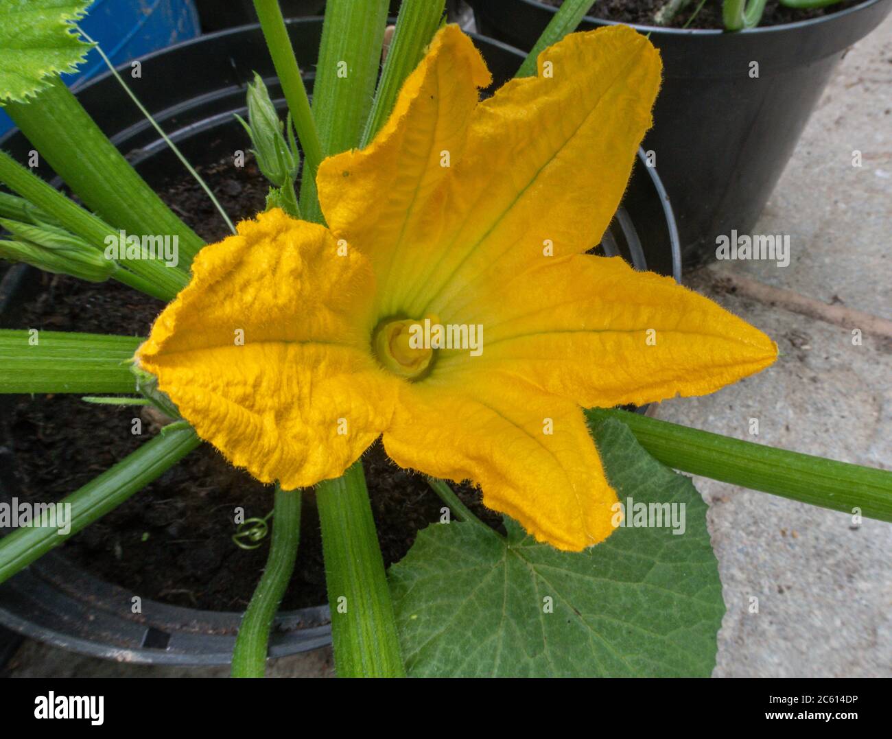 Fleur mâle sur une plante de courgette, poussant dans un pot dans une serre. Banque D'Images