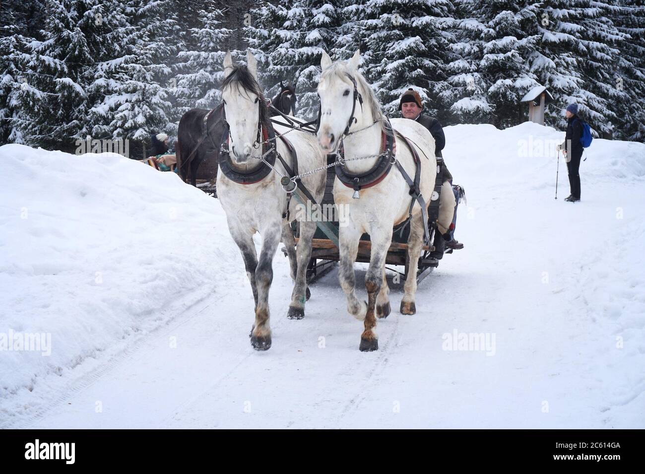 TATRY, POLOGNE - 19 FÉVRIER 2017 : les gens font un cheval en traîneau à cheval jusqu'au lac Morskie Oko dans le parc national de Tatra, Pologne. C'est un des plus reconnus du tourisme Banque D'Images